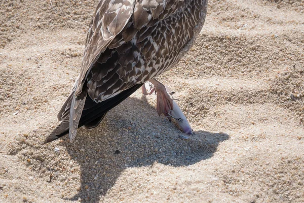 Mewa Nóżką Haczyku Wędkarskim Porzuconej Przynęty Plaży Zbliżenie Przynęty — Zdjęcie stockowe