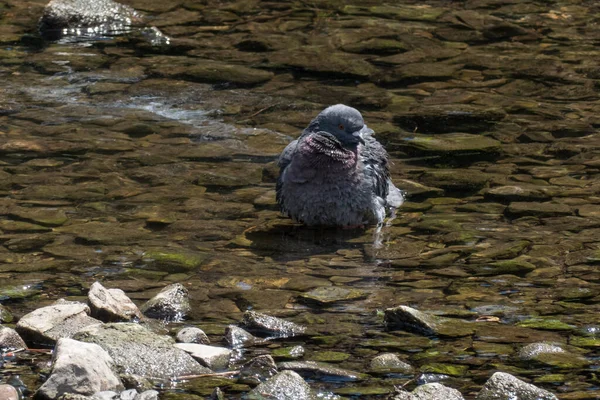 Sıcak Bir Yaz Gününde Güvercin Serinliyor — Stok fotoğraf