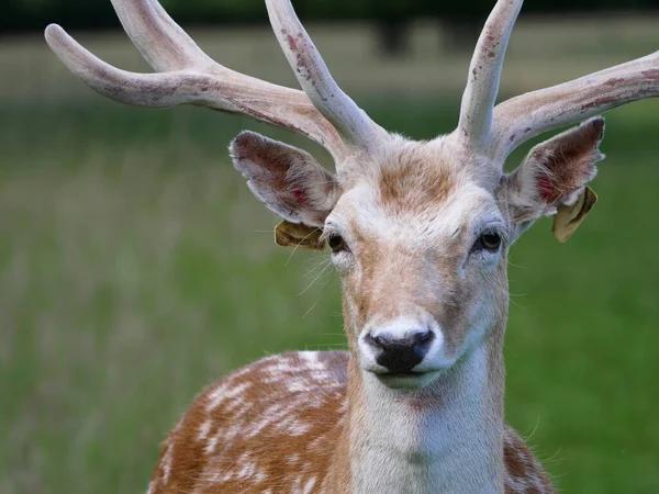 Fallow geyik portresi. Beyaz benekli ve açık renkli kürklü Buck..
