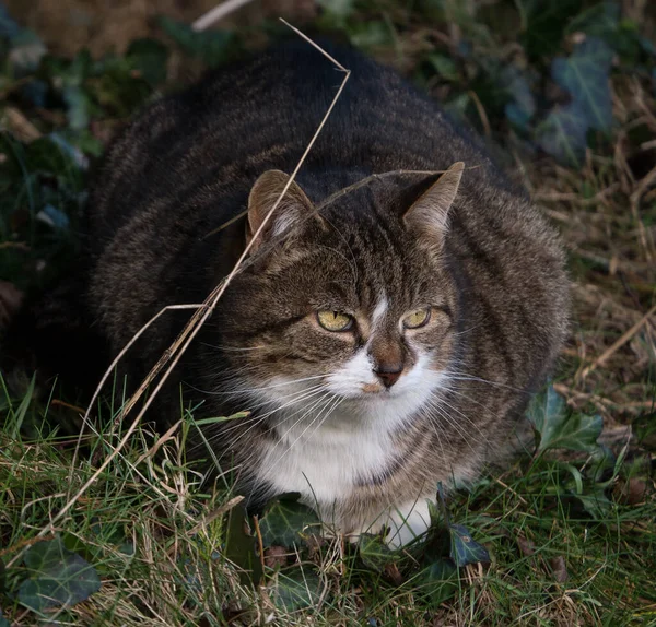 农场里矮树丛中的野性肥猫 坐在眼睛锐利的植物中间 — 图库照片