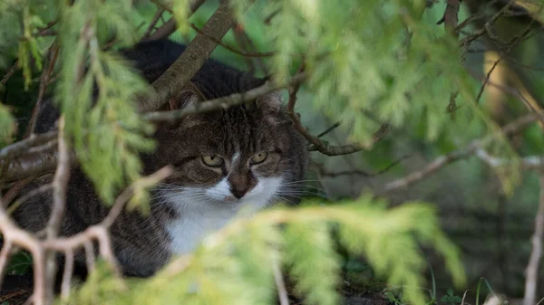 Tabby Kot Ukrywa Się Zaroślach Ostrym Naciskiem Oczy — Zdjęcie stockowe