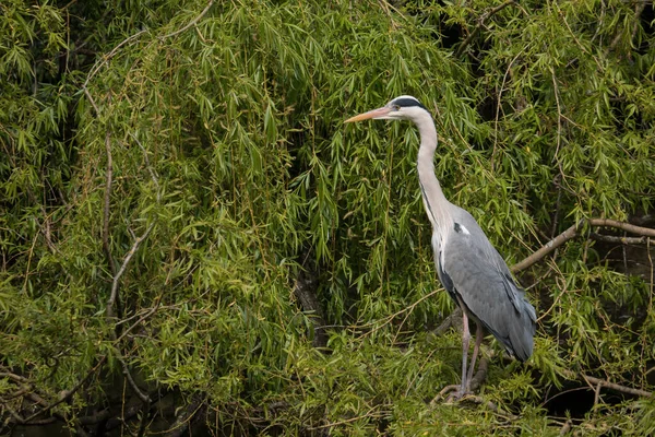 Cinzento Heron Ardea Cinerea Retrato Empoleirado Salgueiro Com Vista Para — Fotografia de Stock