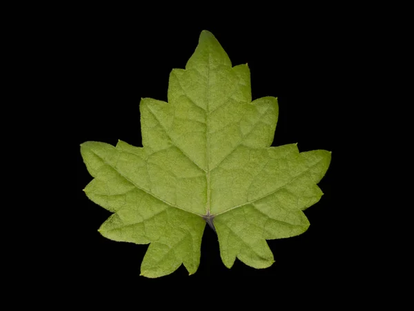 Hoja Uva Aislada Sobre Fondo Negro — Foto de Stock