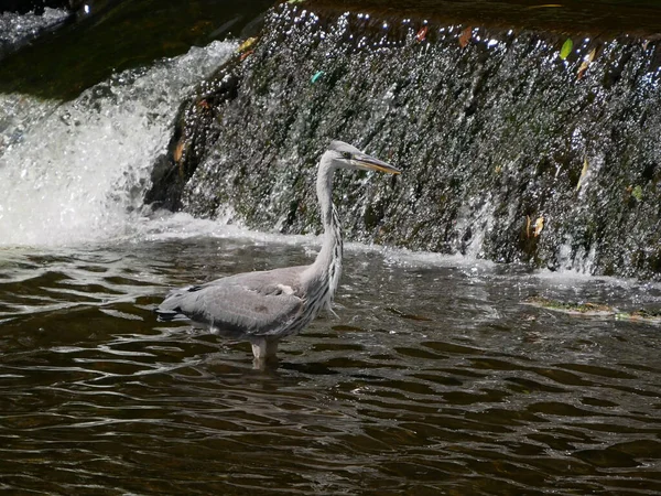 Gri Heron Ardea Cinerea Portresi Nehirde Falı Önünde Yürüyor — Stok fotoğraf