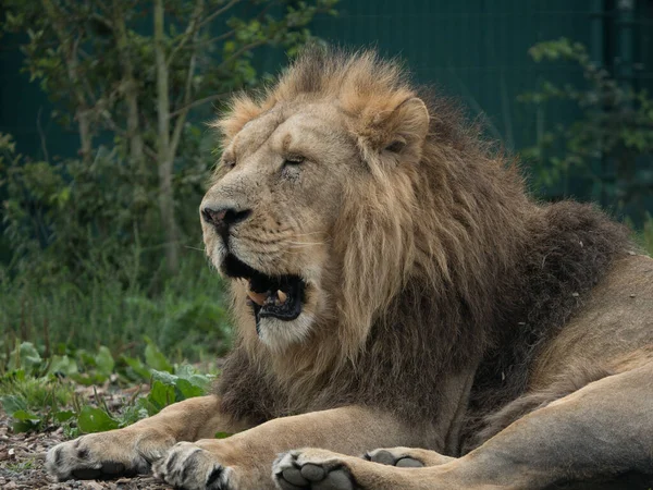 Grand Lion Afrique Mâle Couché Bâillant Avec Les Dents Visibles — Photo