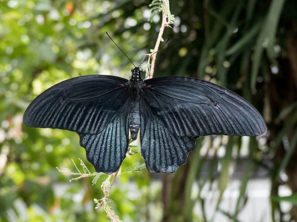 Schöner Schwarzer Schmetterlingsschwalbenschwanz Papilio Memnon Flügel Auf Grünem Blatt Ausgebreitet — Stockfoto