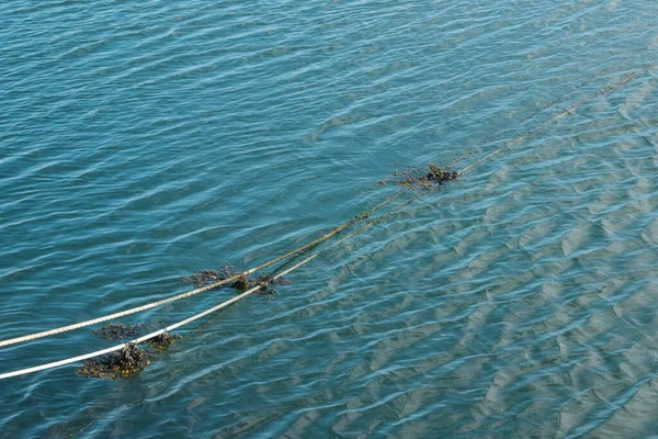 Balıkçı Limanında Deniz Yosunlarıyla Suya Bağlanmış Halatlar — Stok fotoğraf