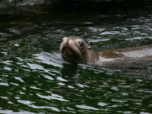 Sea Lion swimming in water looking directly at camera with eye in sharp focus.