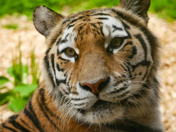 Tigre Amour Panthera Tigris Altaica Portrait Tête Épaules Tourné — Photo