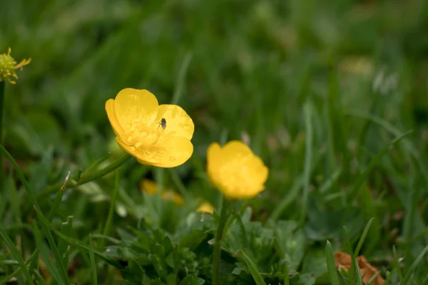 Yellow Buttercups Grassy Meadow Spring Water Droplets Small Insect Petals — Stock Photo, Image