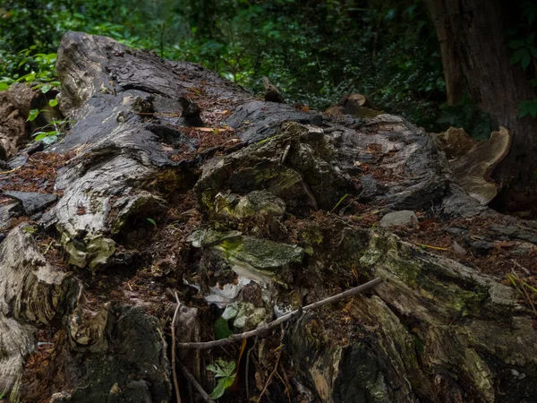 Árbol Caído Bosque Otoño Con Hongos Líquenes Creciendo — Foto de Stock