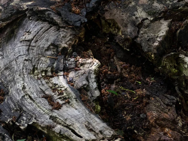 Árbol Caído Bosque Otoño Con Hongos Líquenes Creciendo — Foto de Stock