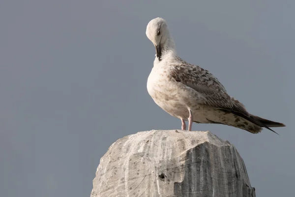 Seagull Perched Granite Rock Preening Feathers Juvenile Herring Gull — Stock Photo, Image