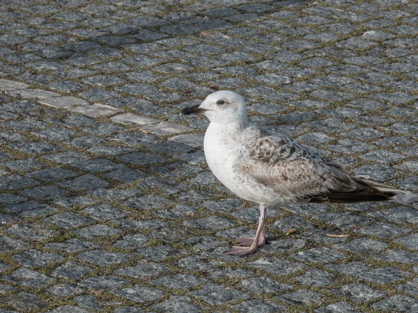 Seagull Standing Portuguese Pavement Juvenile Herring Gull — Stock Photo, Image