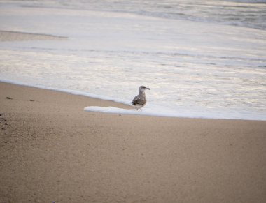 Bir martı kışın Portekiz 'in kuzeyinde sahil şeridinde..