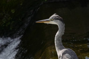 Gri Heron / Ardea Cinerea portresi, yüz ve baş, bir nehrin kenarında duruyor.