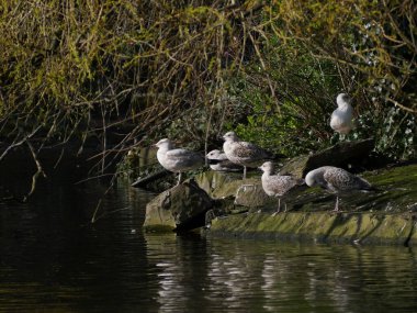 Bir grup martı / Larus argentatus St. Stephen 's Green, Dublin, İrlanda' da göl kenarındaki kayalarda..