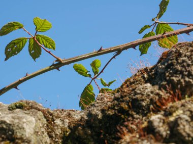 Dikenli çalılar eski yosunlu duvarın üstünde büyüyor.