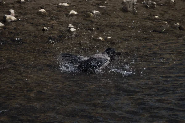 Kapuzenkrähe Corvus Cornix Badet Felsigem Bach Und Spritzt Wasser Alle — Stockfoto