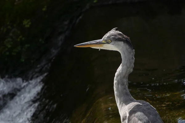 Gri Heron Ardea Cinerea Portresi Yüz Baş Bir Nehrin Kenarında — Stok fotoğraf