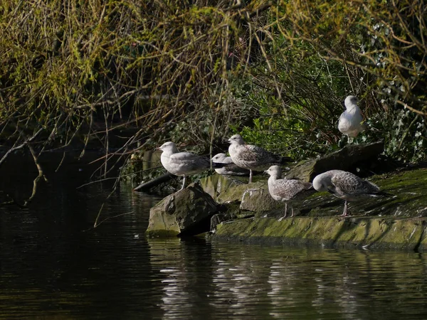Bir Grup Martı Larus Argentatus Stephen Green Dublin Rlanda Göl — Stok fotoğraf