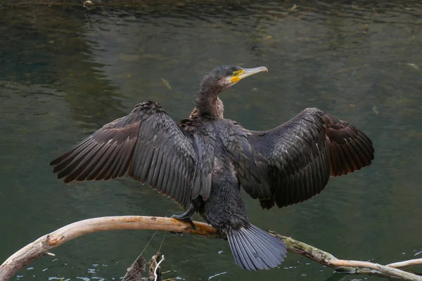 Cormorant 초상화와 날개가 마르는 날개를 놓았다 통나무에 — 스톡 사진