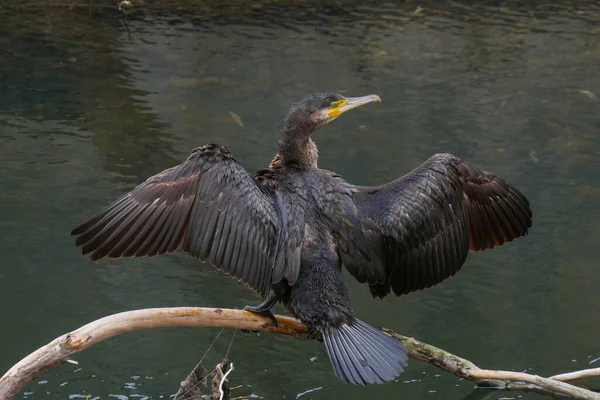 Kanatları açık, kurumuş siyah karabatak portresi. Phalacrocorax karbonhidrat, nehirdeki bir kütüğe tünemiş..