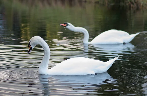 Ein Paar Anmutiger Weißer Höckerschwäne Auf Dem See Geringe Tiefenschärfe — Stockfoto