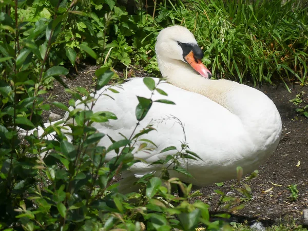 Ausgewachsene Weibliche Höckerschwäne Sitzt Sonnigen Sommertagen Auf Einem Nest Flussufer — Stockfoto