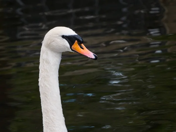 Hermoso Cisne Blanco Mudo Cygnus Retrato Color Cabeza Cuello Sobre — Foto de Stock