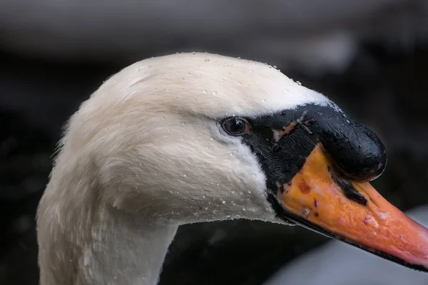 Primer Plano Cabeza Cisne Mudo Masculino Enfoque Agudo Reflejo Del — Foto de Stock