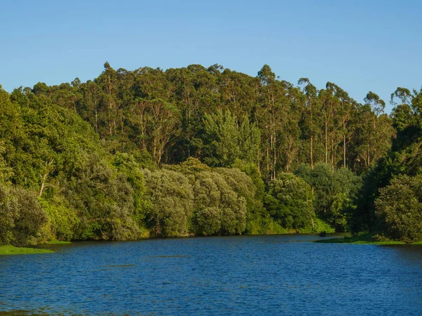 Floresta Nas Margens Rio Ave Portugal Num Dia Ensolarado Verão — Fotografia de Stock