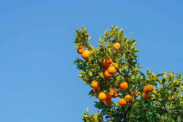 Frische Reife Orangen Auf Orangenbäumen Der Algarve Portugal Vor Blauem — Stockfoto