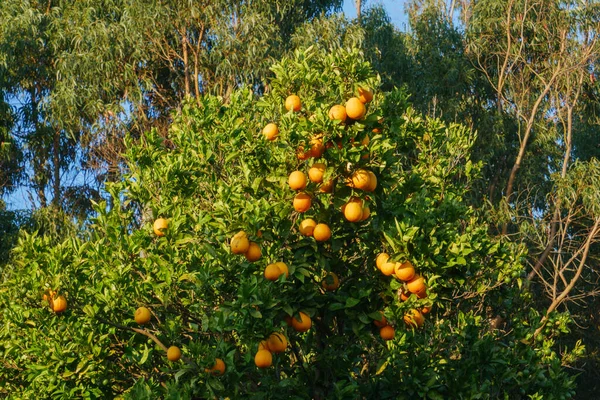 Citrusboom Gevuld Met Sinaasappels Algarve Portugal — Stockfoto