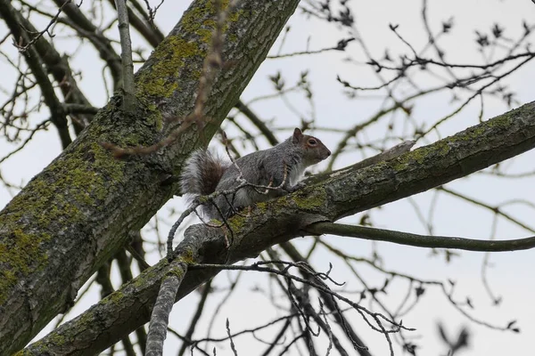 Szürke Mókus Sciurus Carolinensis Egy Lombtalan Faágon Télen — Stock Fotó