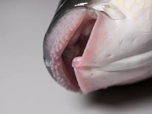 Thicklip Grey Mullet Fish Närbild Mun Och Tänder — Stockfoto