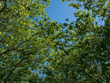 Yeşil yapraklı ağaç dallarının arasından, yazın bulutsuz mavi gökyüzüne bakıyorum.