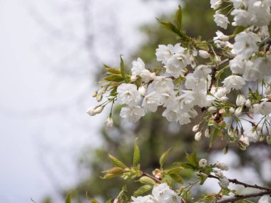 İlkbaharda ağaçta güzel beyaz bahar çiçekleri, sığ alan derinliği.