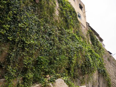 Portekiz, Porto 'da taş duvar ve taş duvar sarmaşıkla kaplı.