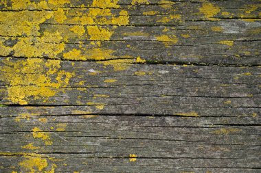 Sert, yıpranmış ahşap arka plan dokusu liken ve çatlaklarla