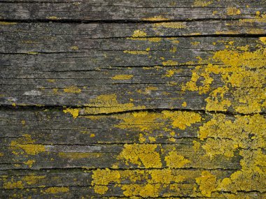 Eski, pürüzlü, çatlamış ahşap desenli, liken ve yıpranmış görünümlü.