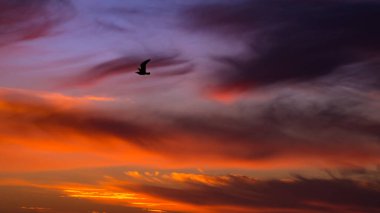 Kuşlar canlı alacakaranlık gökyüzüne doğru uçuyor. Menekşe turuncu renkte ve karamsar bulutlarla.
