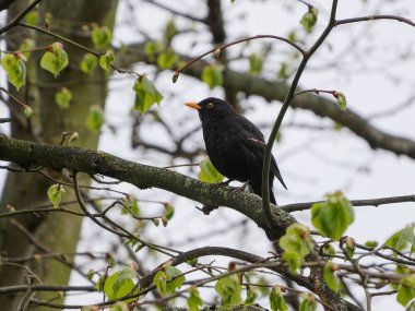 Karatavuk / Turdus merula baharda yeni yapraklarla bir ağacın dalına tünedi