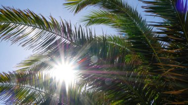 Yaz mevsiminde güneş yaprakları arasında parıldıyor.