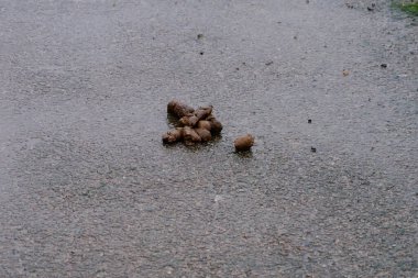 Yağmurlu bir günde sokakta köpek kakası..