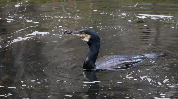 Siyah Karabatak Nehirde Balık Avlıyor — Stok fotoğraf