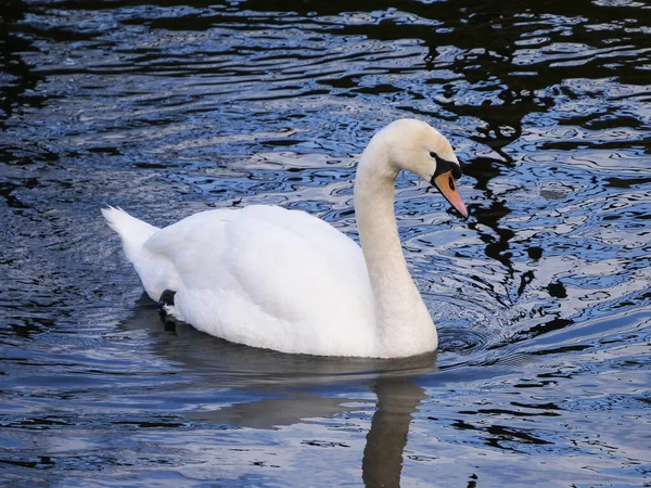 Höckerschwan Cygnus Olor Schwimmt Auf Einem See Mit Spiegelungen Des — Stockfoto