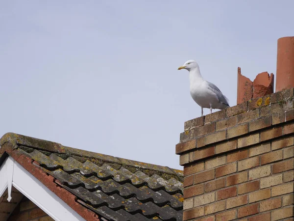 Gaivota Branca Telhado Azulejos Casa Lado Chaminé Quebrada — Fotografia de Stock