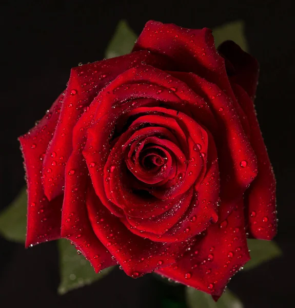 红玫瑰与花瓣上的水滴紧密相连 浅深度的场 黑色模糊的背景 自上而下的观点 — 图库照片