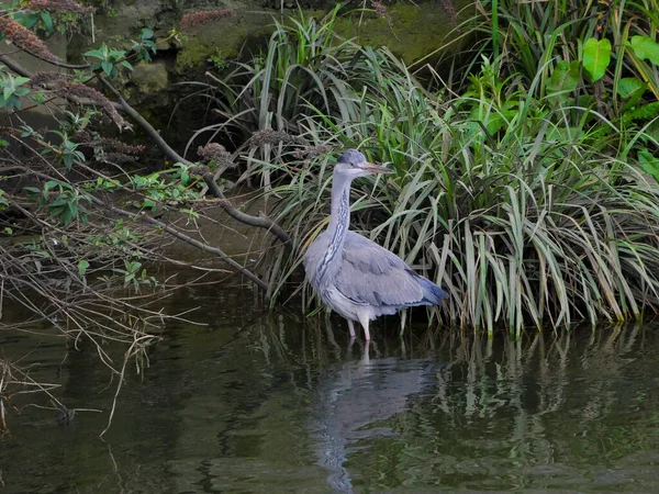 Grey Heron Ardea Cinerea Hunting Fish River Wading Water — 스톡 사진